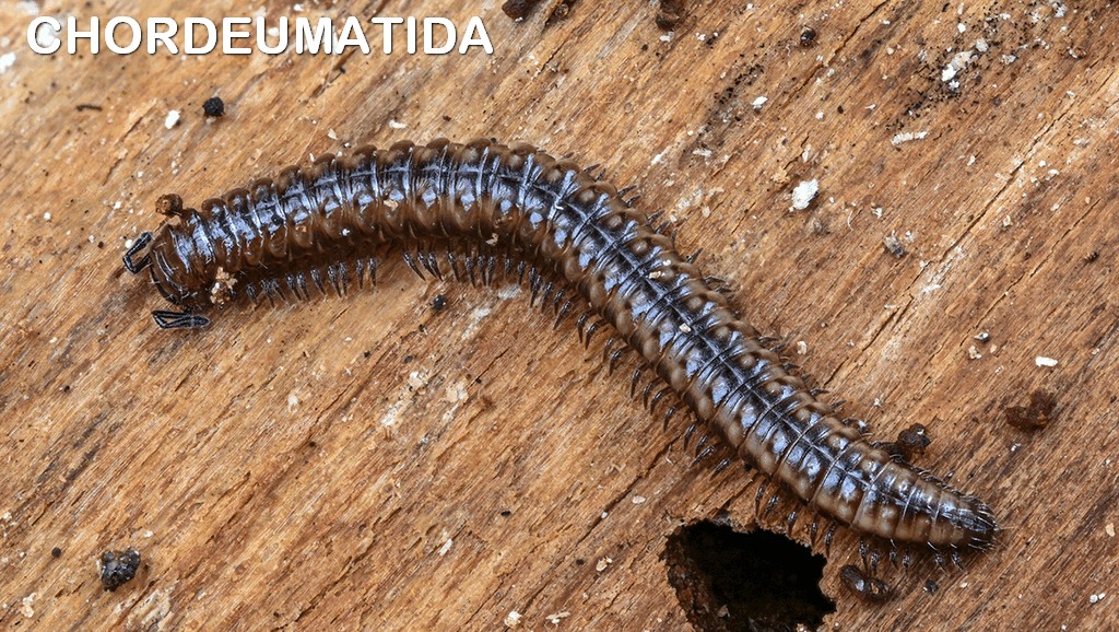 Chordeumatida.jpg