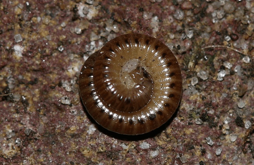 Cylindroiulus_latestriatus11a.jpg