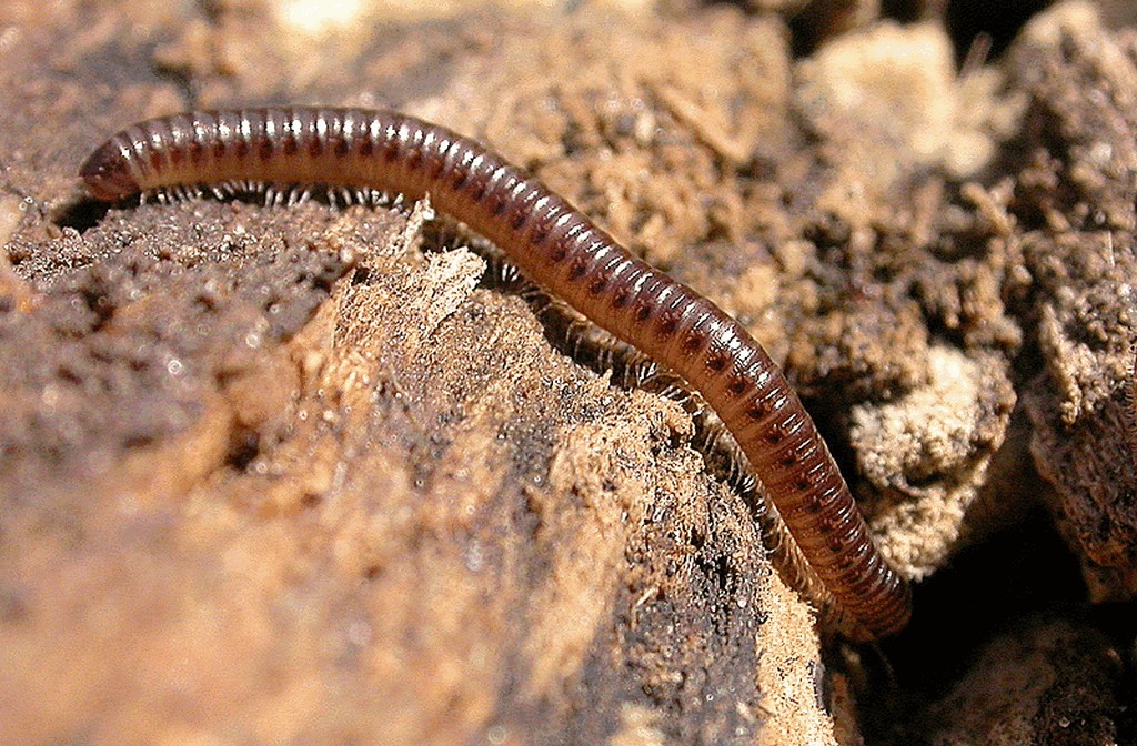 Cylindroiulus_latestriatus12a.jpg