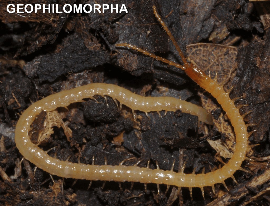 Geophilomorpha.jpg