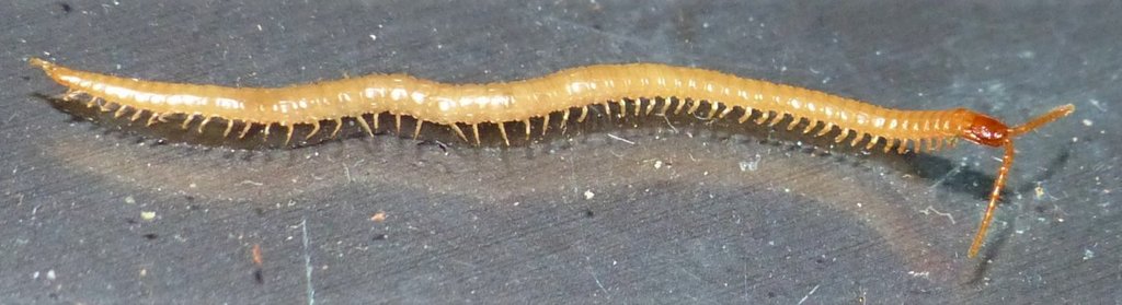 Geophilus_flavus010a.jpg