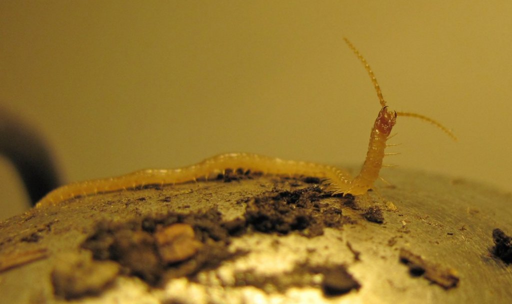 Geophilus_flavus011a.jpg