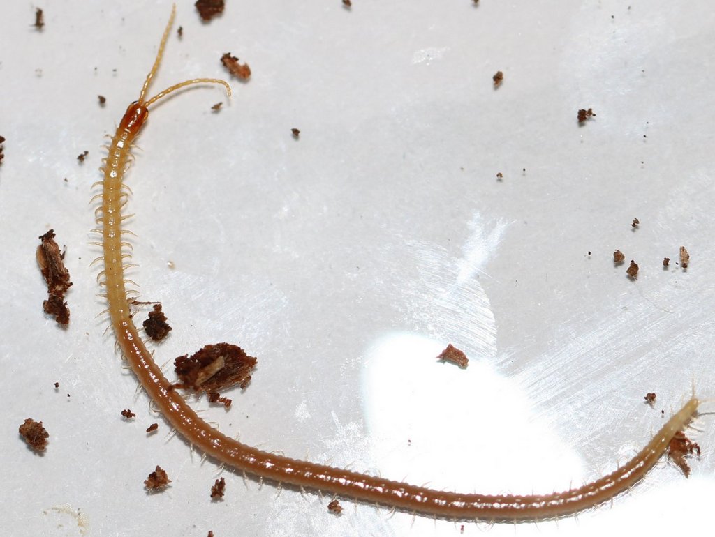 Geophilus_flavus12a.jpg