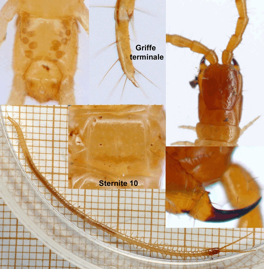 Geophilus_flavus14a.jpg