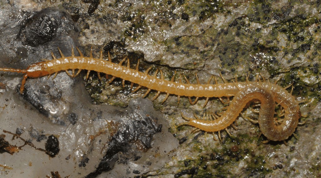Geophilus_flavus1a.jpg