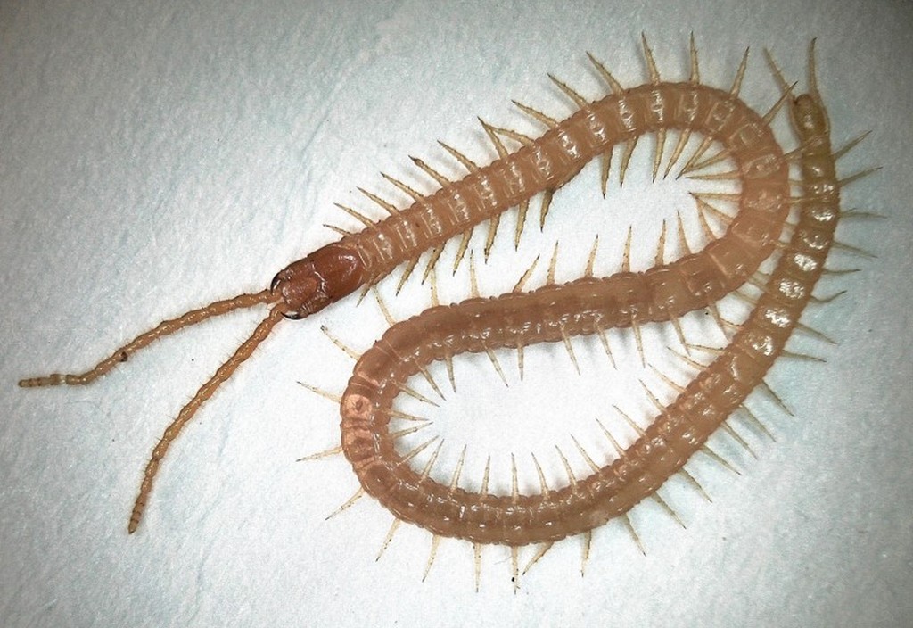Geophilus_flavus2a.jpg