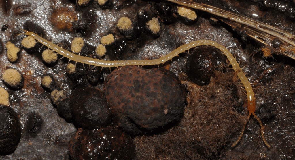 Geophilus_flavus3a.jpg
