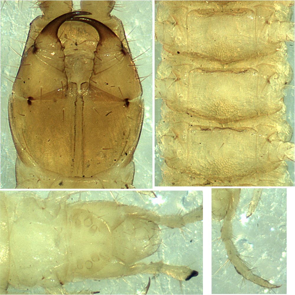 Geophilus_proximus010a.jpg