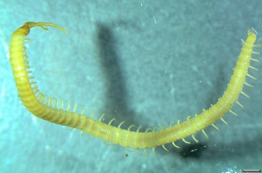 Geophilus_proximus1a.jpg
