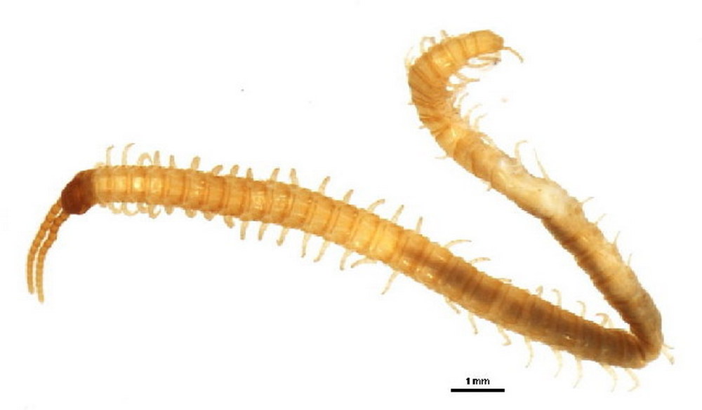 Geophilus_proximus2a.jpg