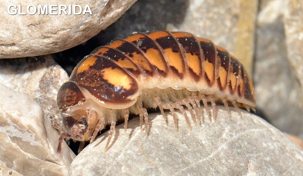 Glomerida.jpg