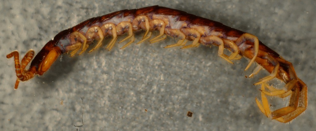 Lamyctes_emarginatus3a.jpg