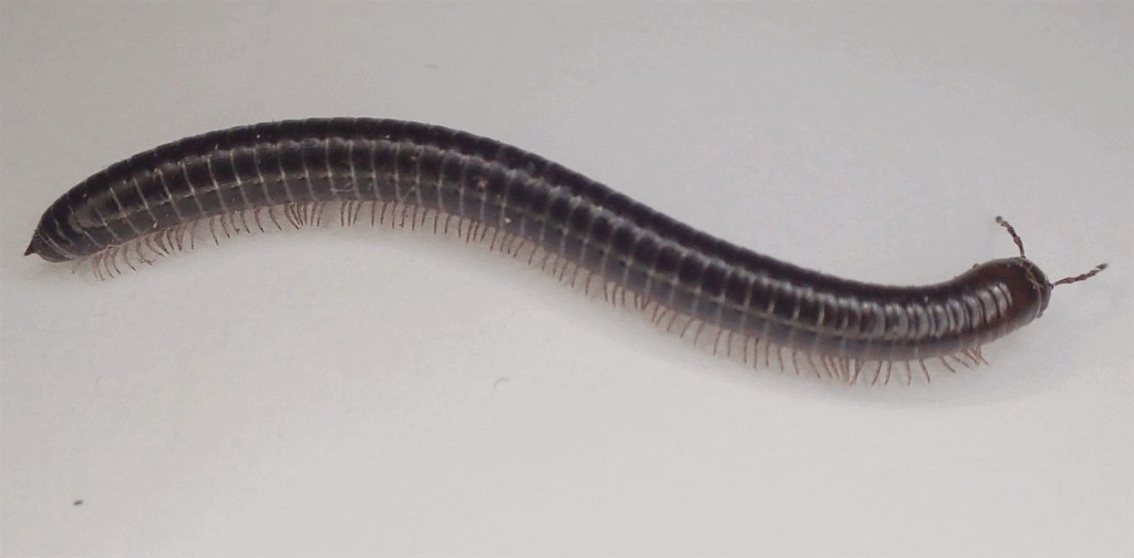 Leptoiulus_proximus11.jpg