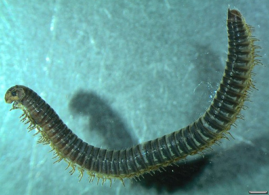 Leptoiulus_proximus1a.jpg