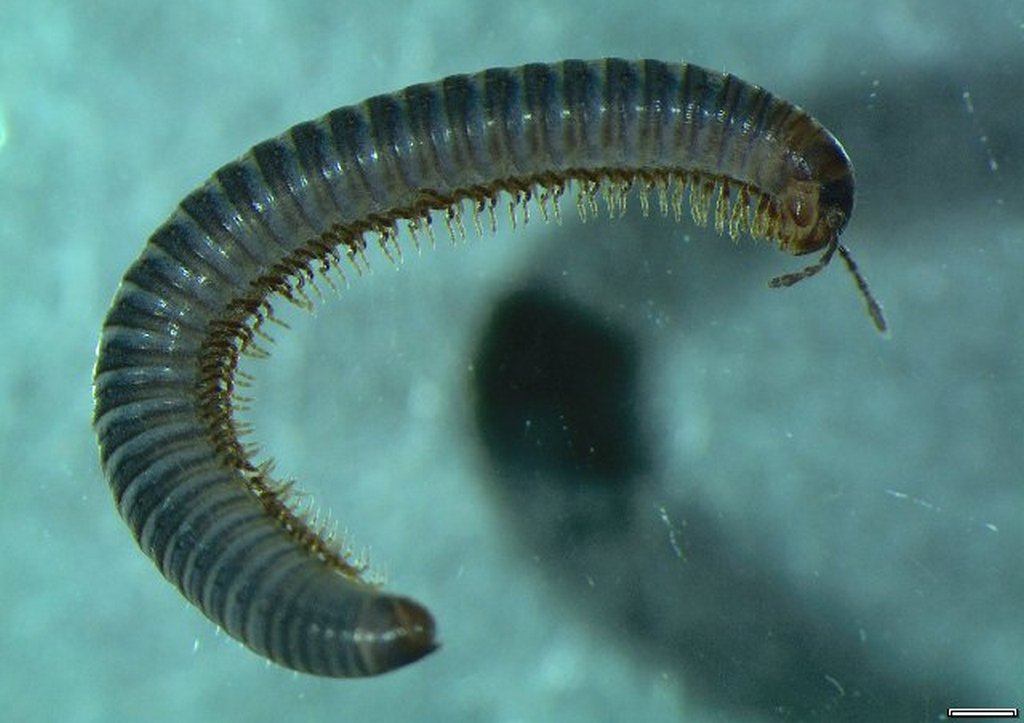 Leptoiulus_proximus2a.jpg