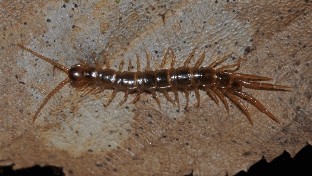 Lithobius_crassipes0a.jpg