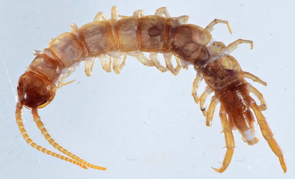 Lithobius_crassipes3a.jpg