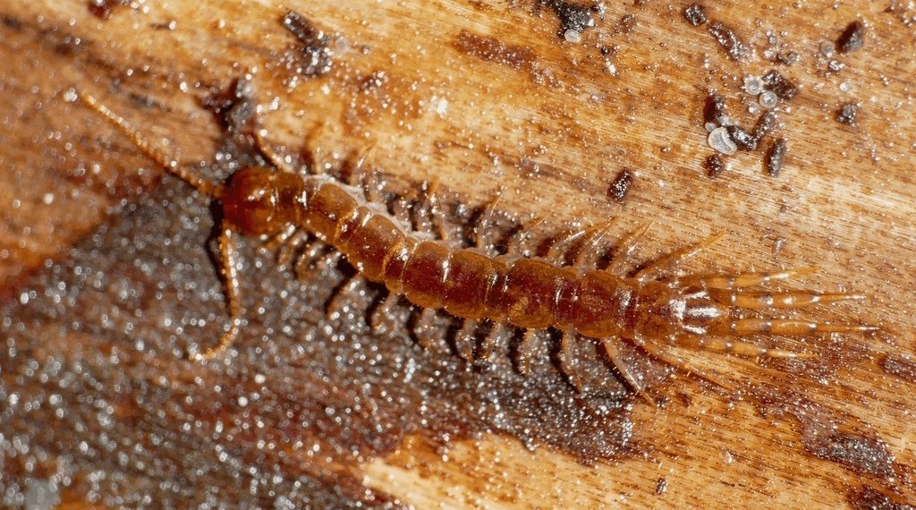 Lithobius_crassipes5a.jpg