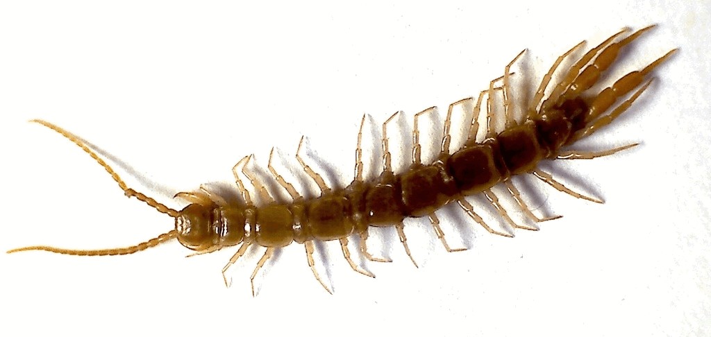Lithobius_curtipes3a.jpg