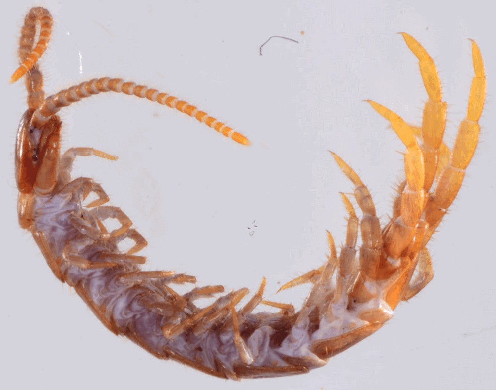Lithobius_curtipes6a.jpg