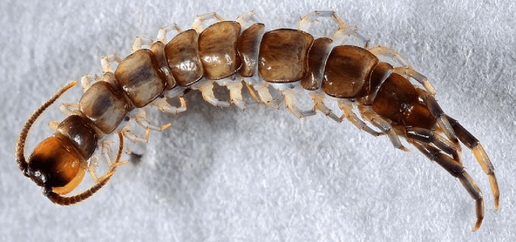 Lithobius_erythrocephalus1-1.jpg