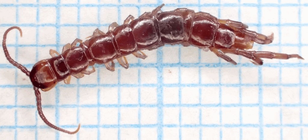 Lithobius_erythrocephalus3.jpg
