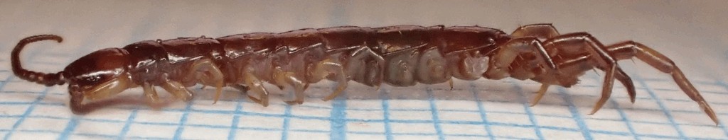 Lithobius_erythrocephalus5.jpg