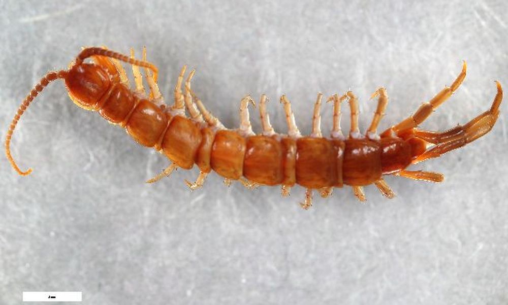 Lithobius_erythrocephalus6.jpg