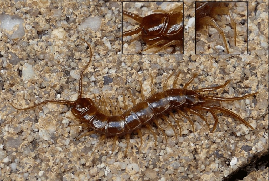 Lithobius_forficatus012a.jpg