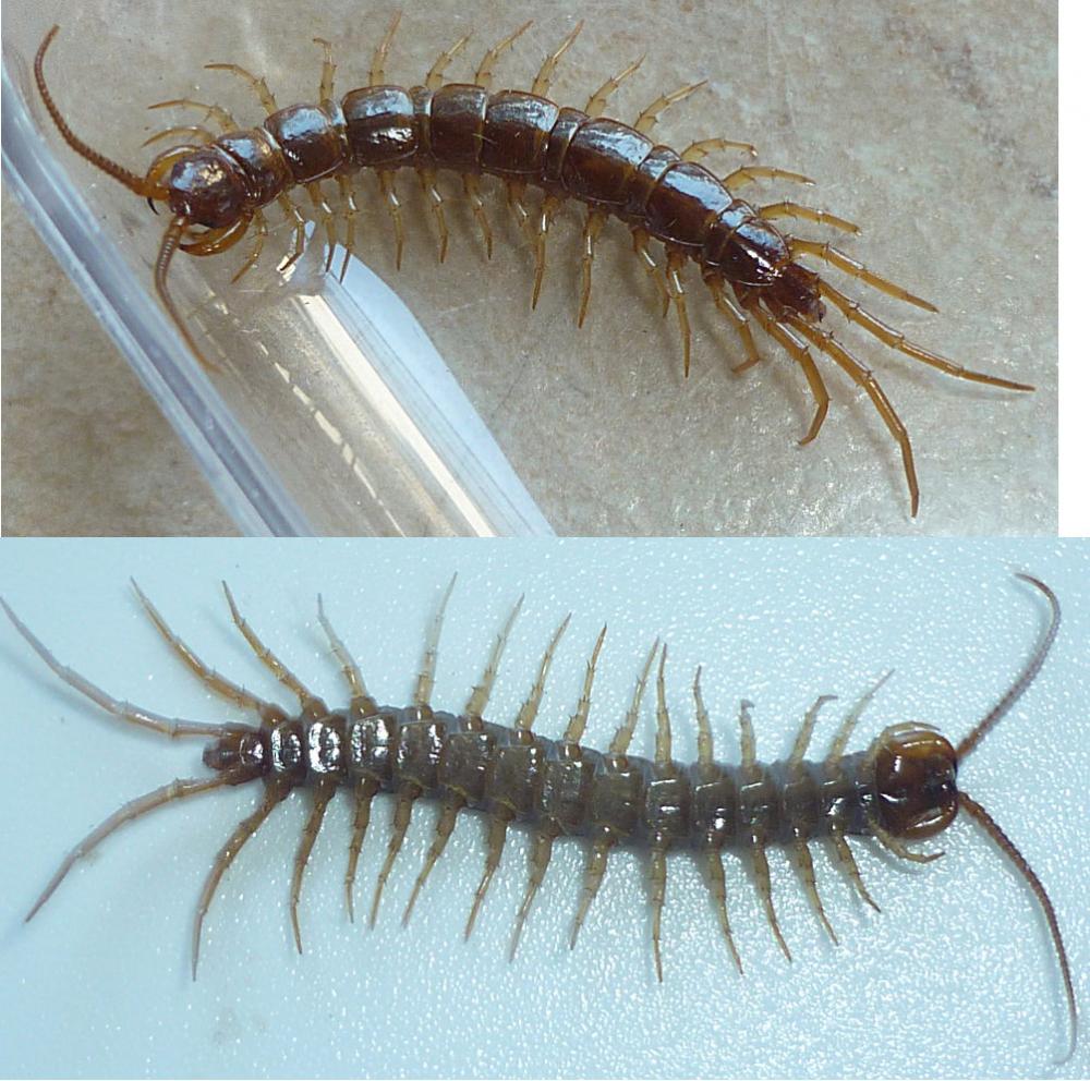 Lithobius_forficatus013a.jpg