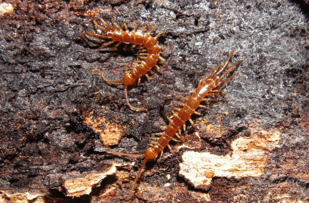 Lithobius_forficatus30.jpg