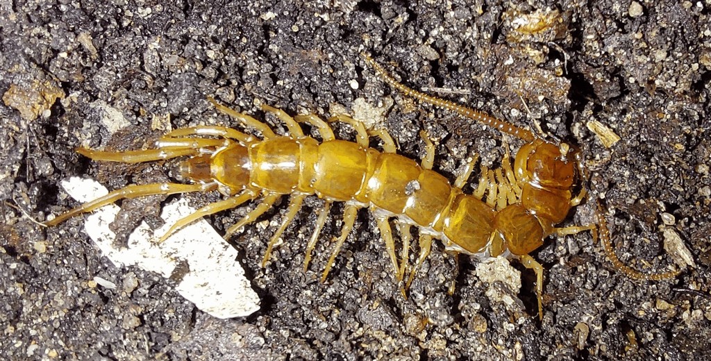 Lithobius_forficatus31.jpg