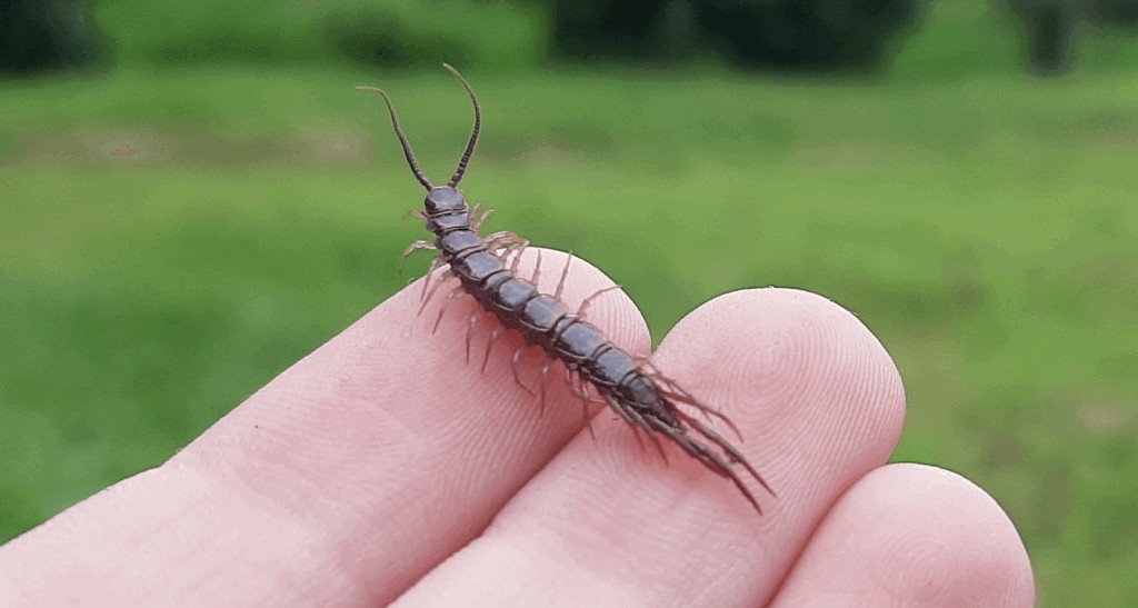Lithobius_forficatus32.jpg