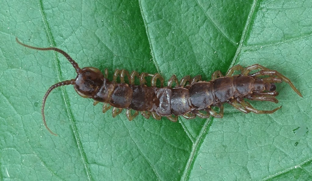Lithobius_forficatus33.jpg