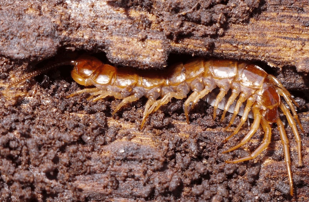 Lithobius_forficatus4a.jpg