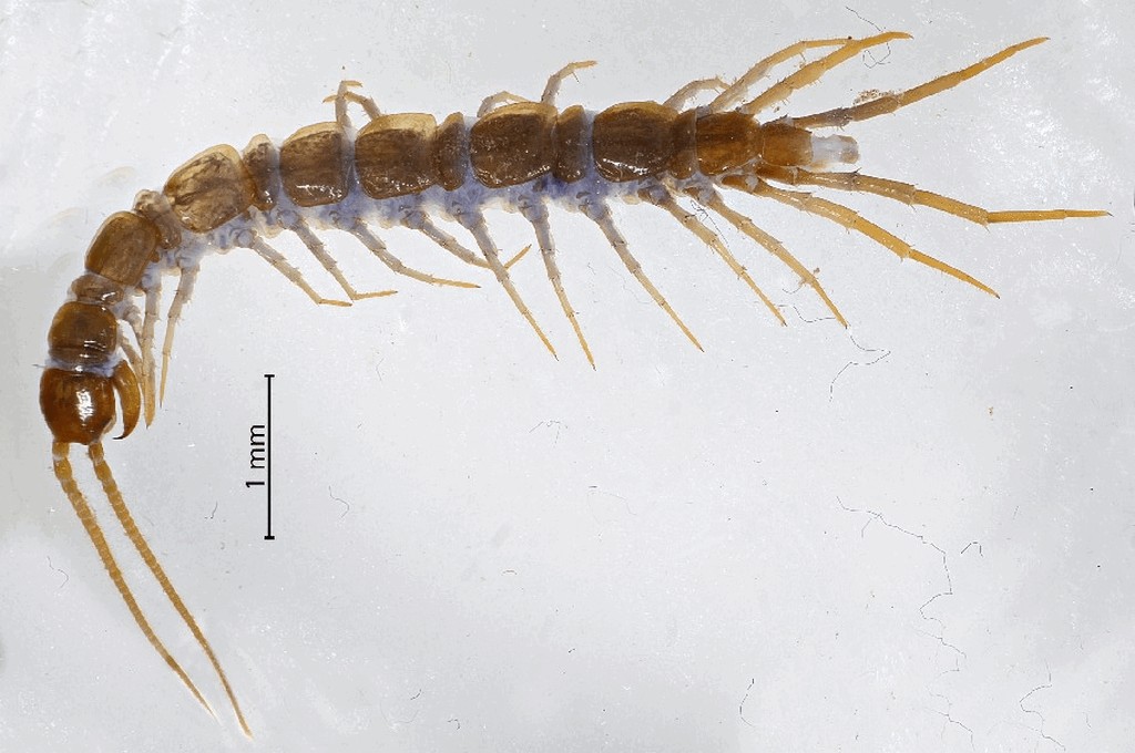 Lithobius_lucifugus1a.jpg