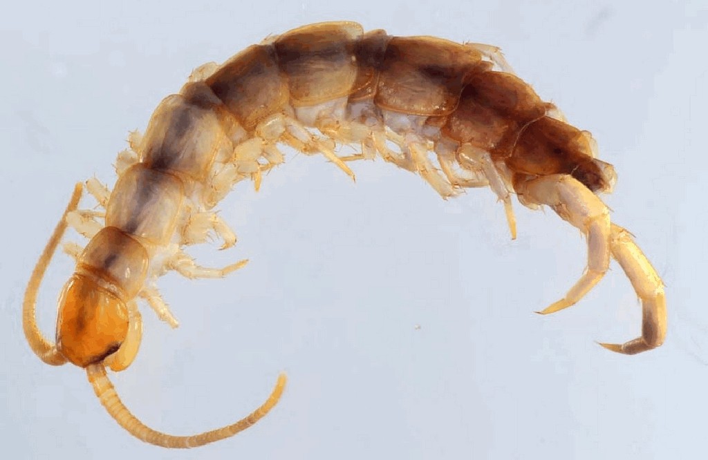 Lithobius_lucifugus2aa.jpg