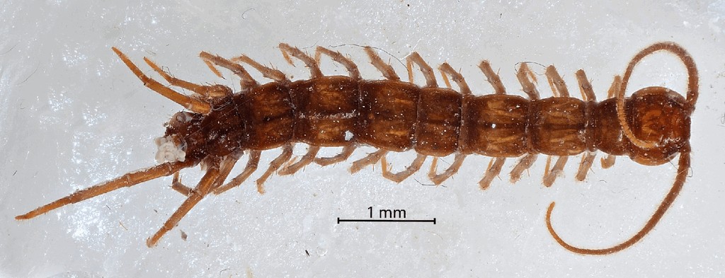 Lithobius_lucifugus3a.jpg