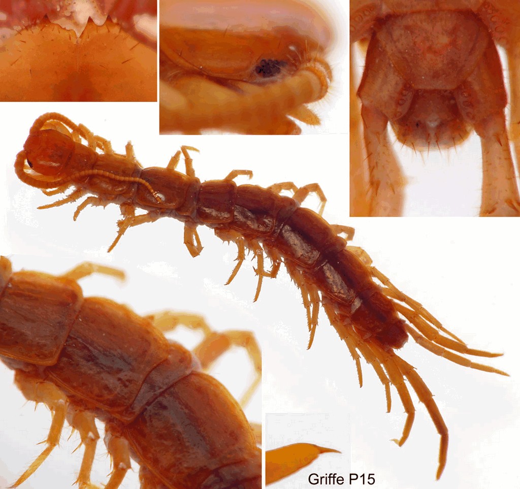 Lithobius_lucifugus_009a.jpg