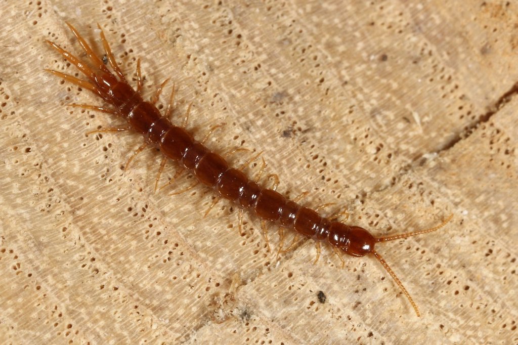 Lithobius_microps3aa.jpg