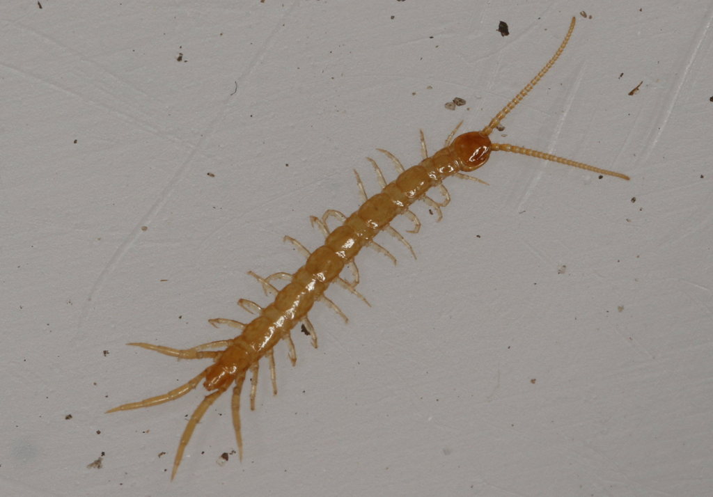 Lithobius_microps4a.jpg