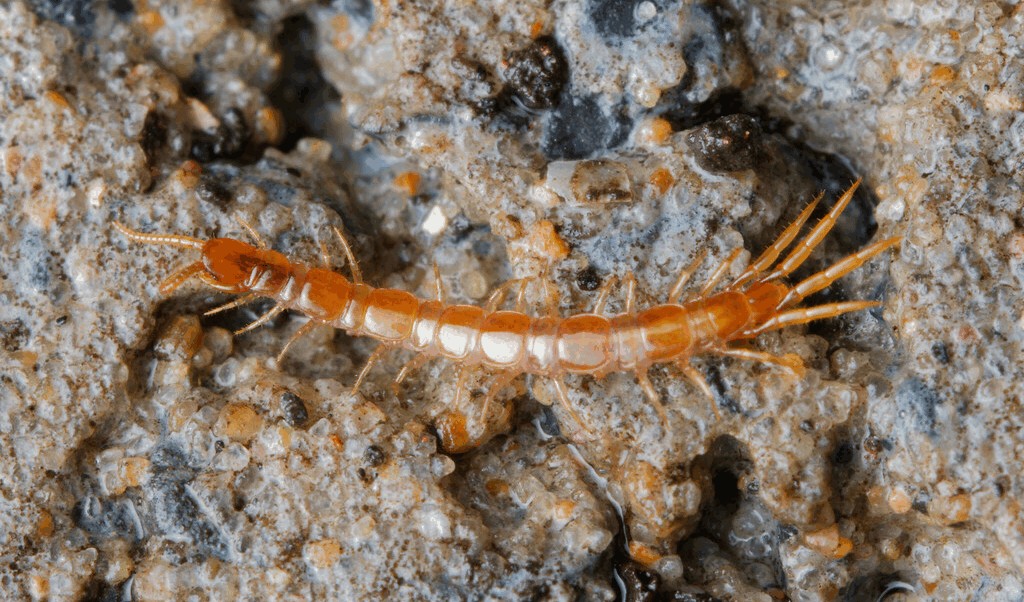 Lithobius_microps6a.jpg