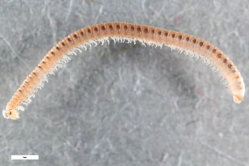 Nopoiulus_kochii2s.jpg