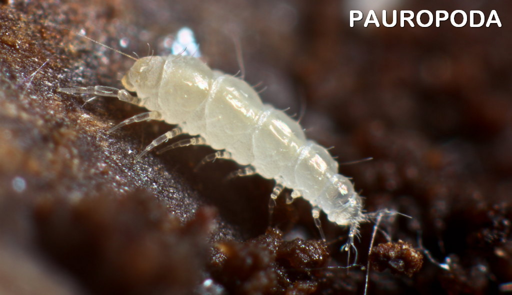 Pauropoda0.jpg