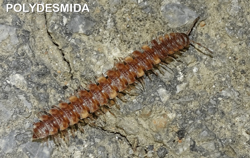 Polydesmida.jpg