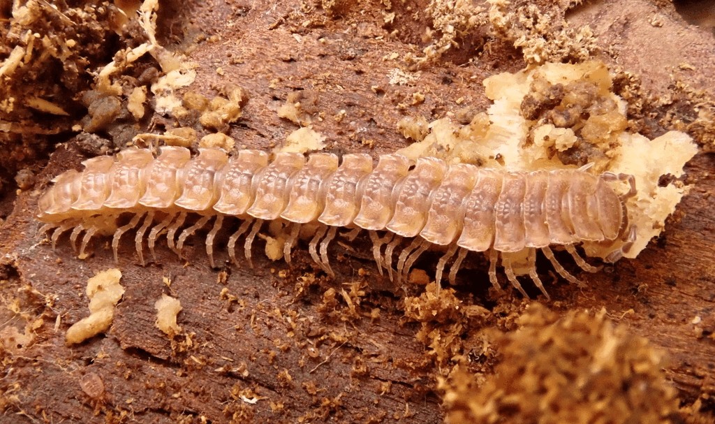 Polydesmus_complanatus010.jpg