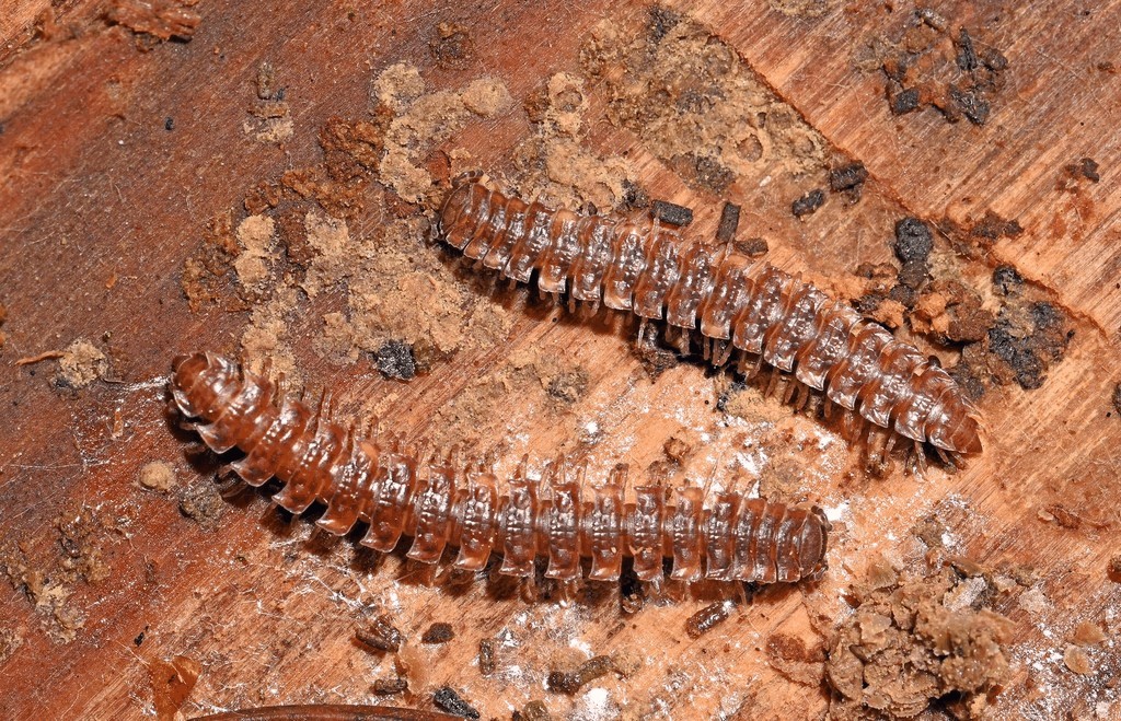 Polydesmus_complanatus011.jpg