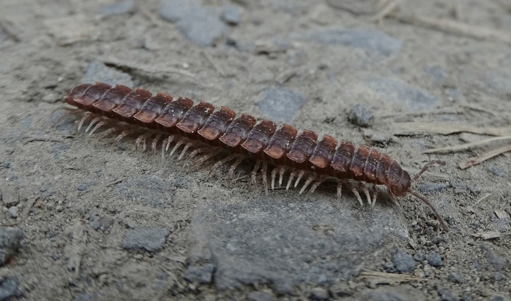 Polydesmus_complanatus012.jpg
