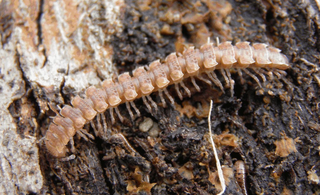 Polydesmus_complanatus013.jpg