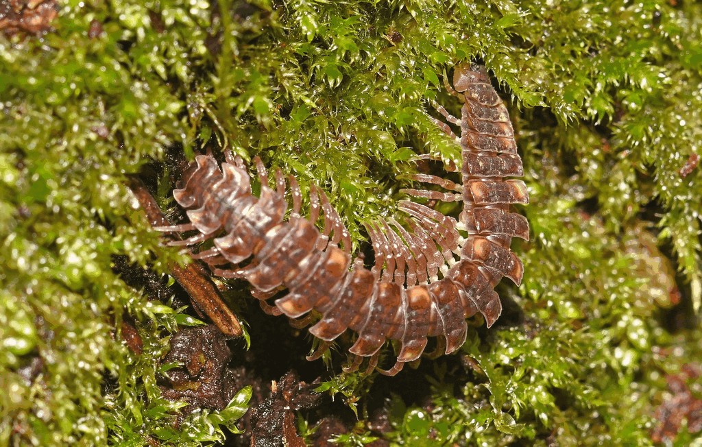 Polydesmus_complanatus014.jpg